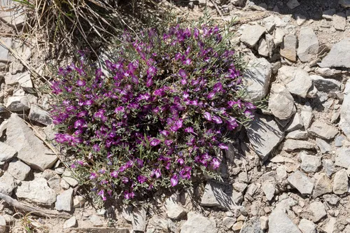 Wittmann's Milkvetch — photo by Cecelia Alexander