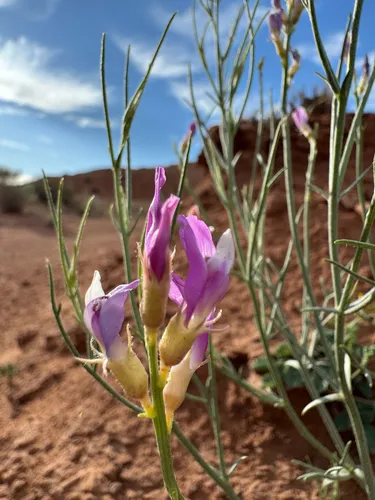 Woodruff's Milkvetch — photo by Parker James Lloyd