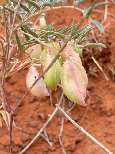 Halfmoon Milkvetch