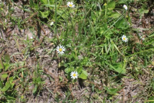 Entireleaf Western Daisy