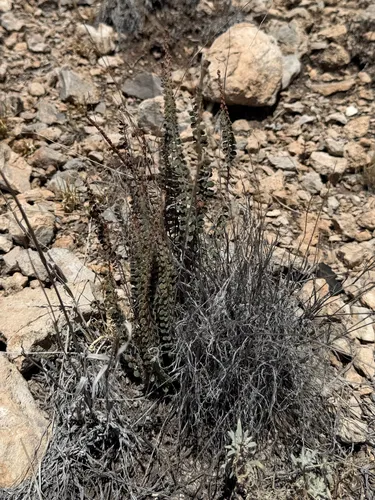 Cochise Scaly Cloakfern