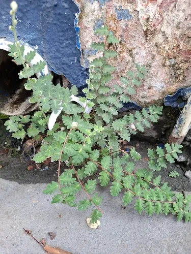 Wavy Scaly Cloakfern