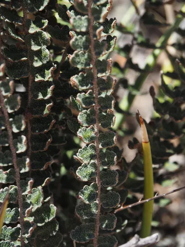 Windham's Scaly Cloakfern