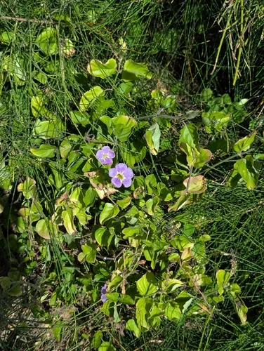 Chinese Violet — photo by Sarah Morgan