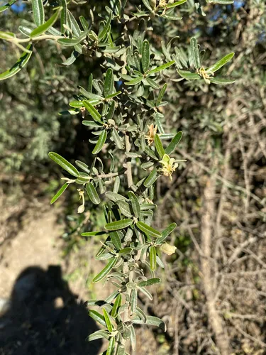Vomitbush — photo by Analía Benavidez