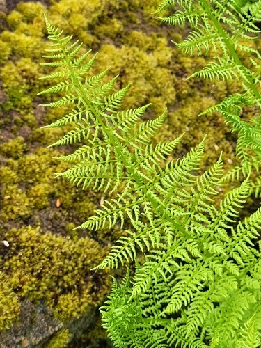 Alpine Ladyfern