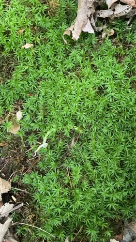 Atrichum Moss — photo by peridot9445