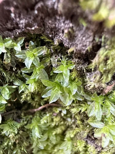 Atrichum Moss — photo by lova_marline