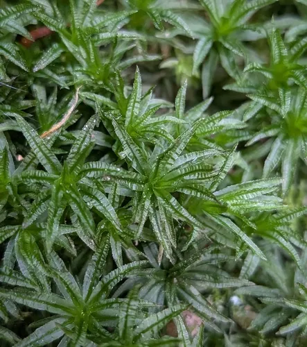 Undulate Atrichum Moss — photo by dfraessdorf