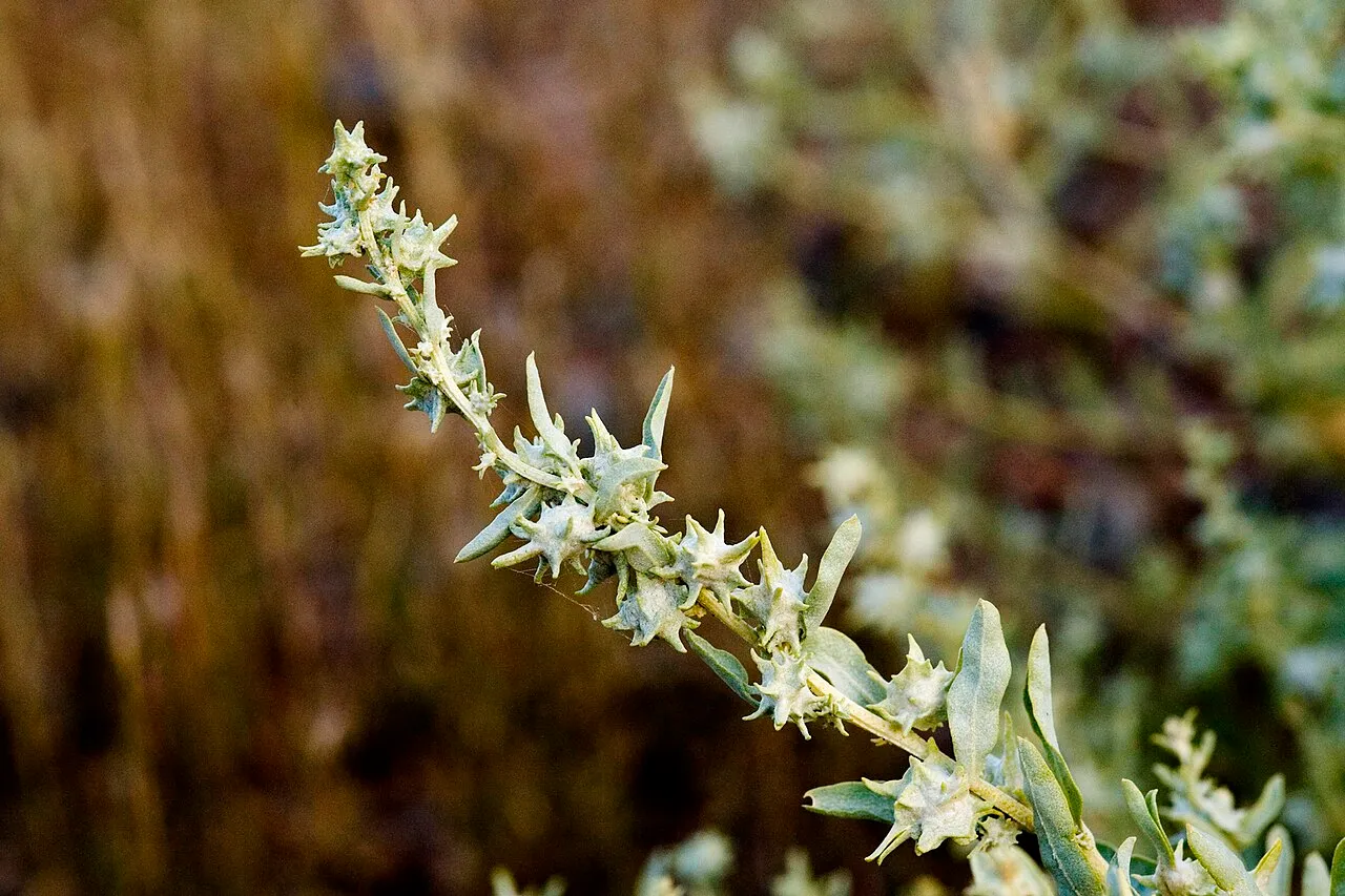 Tubercled Saltbush — photo by Patrick Alexander from Las Cruces, NM