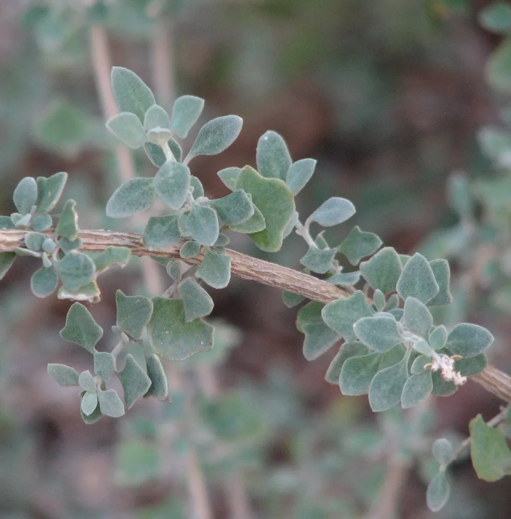 Swamp Saltbush — photo by Melburnian