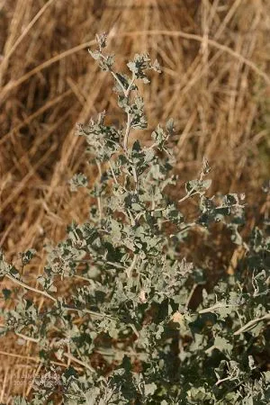 Silverscale Saltbush — photo by Stephen Laymon, Bureau of Land Management