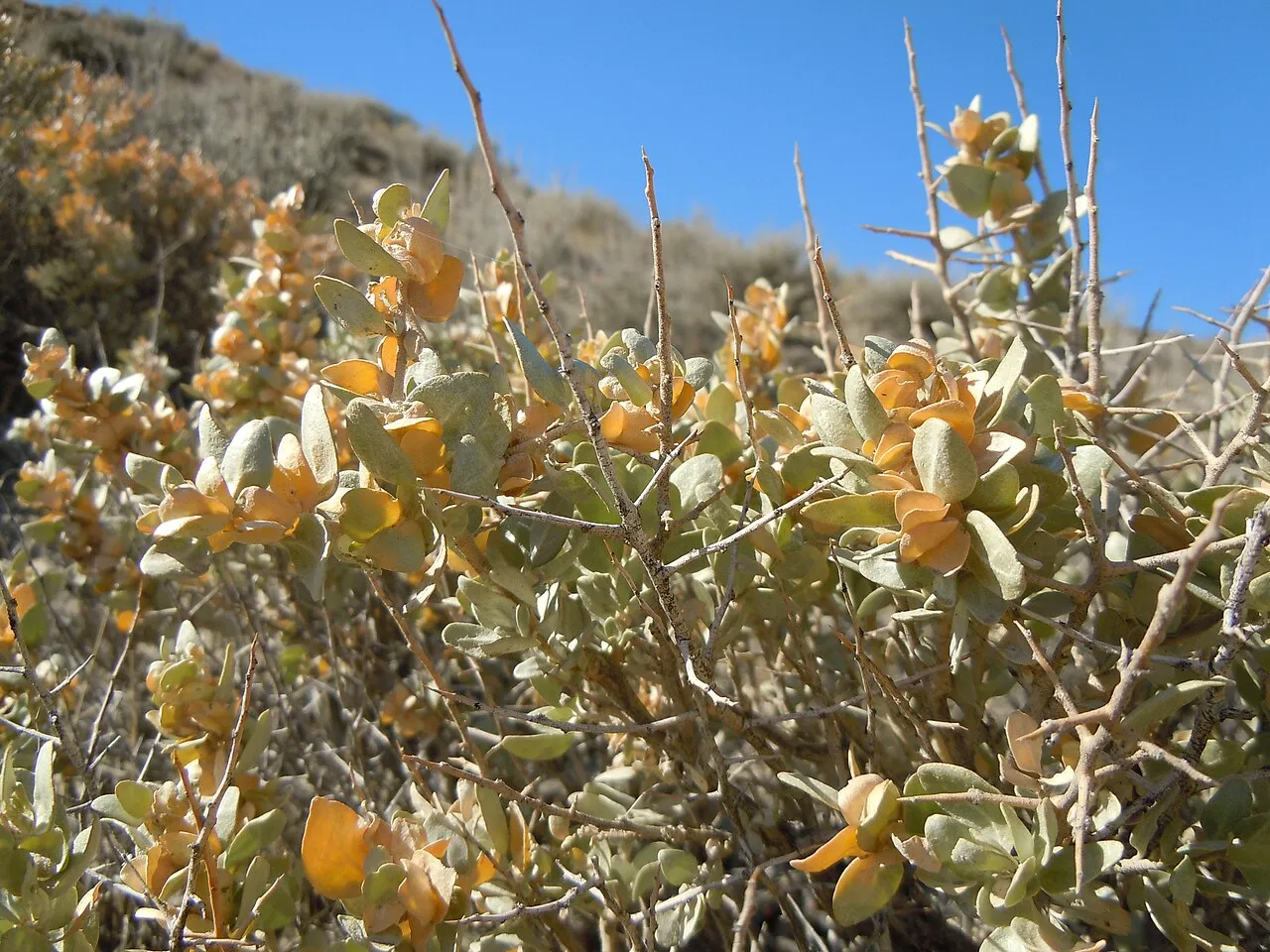 Shadscale Saltbush — photo by Matt Lavin from Bozeman, Montana, USA