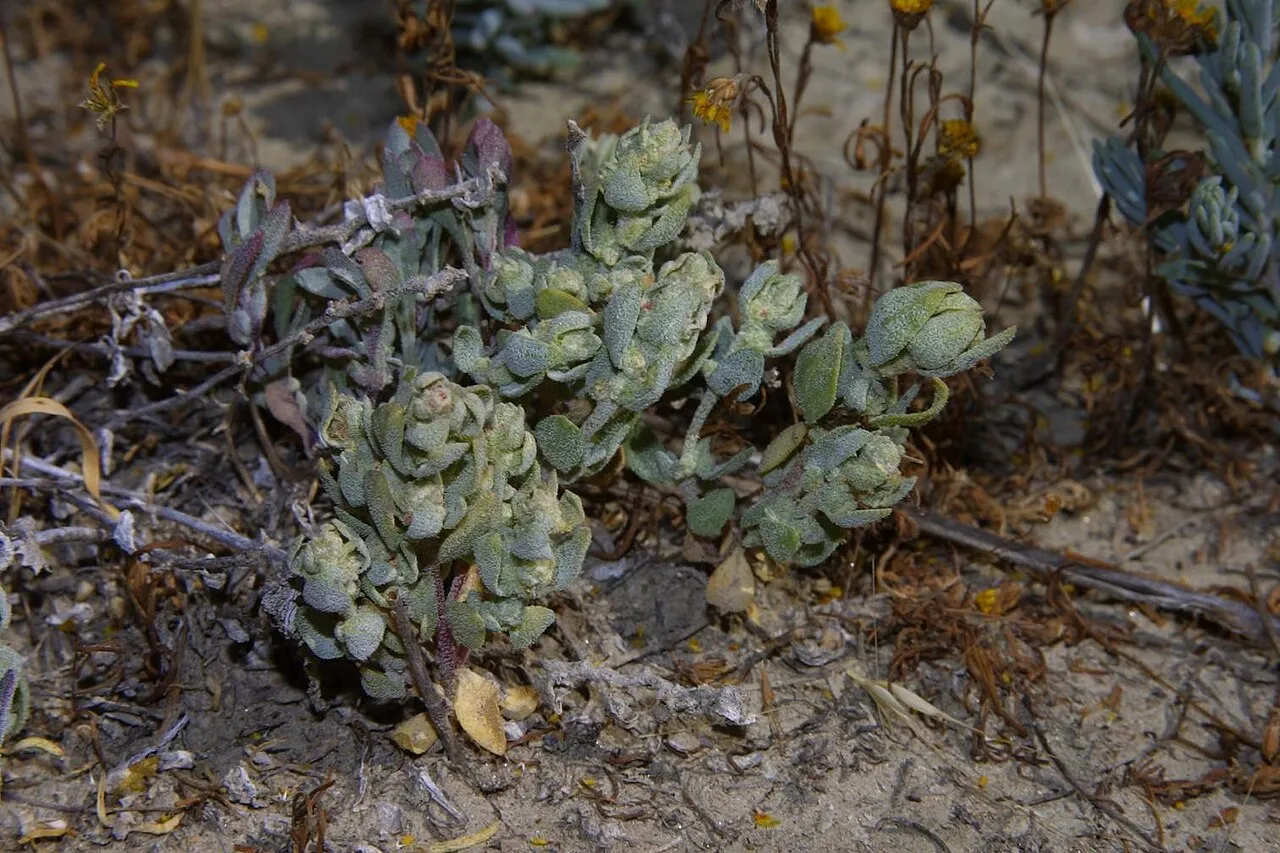 Crownscale — photo by Pacific Southwest Region U.S. Fish and Wildlife Service