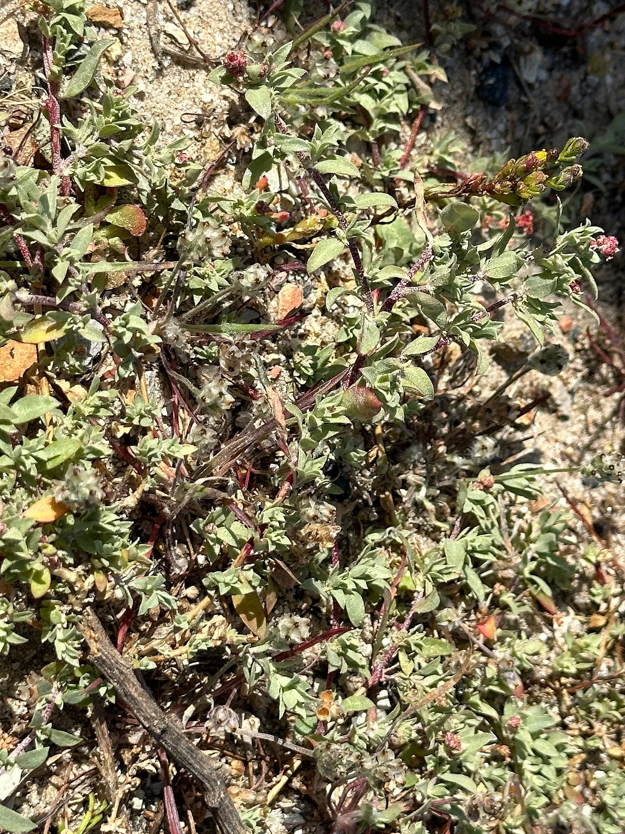 Coulter's Saltbush — photo by Rachel Whitt