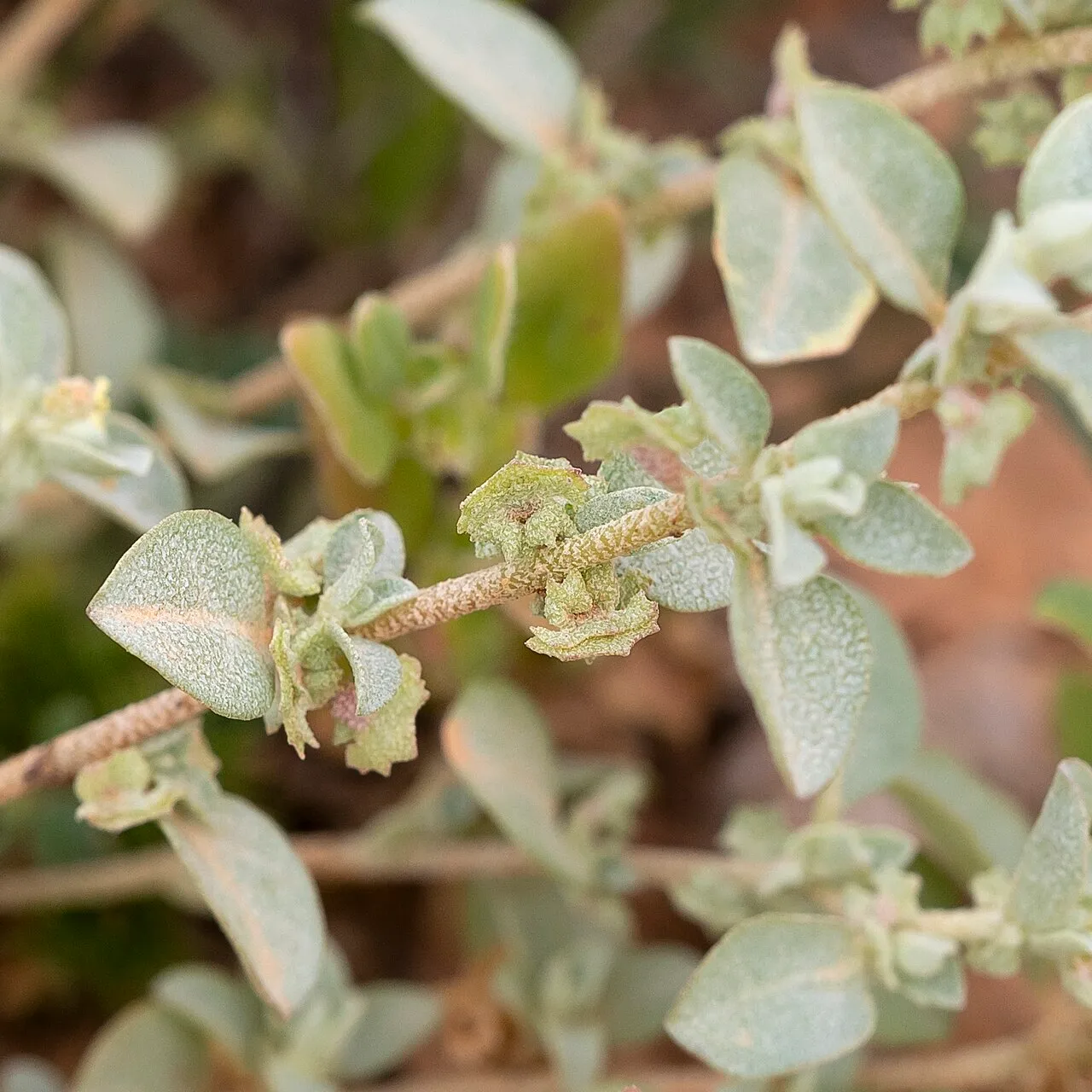 Small Saltbush — photo by Kym Nicolson