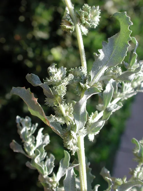 Wheelscale Saltbush — photo by Pompilid