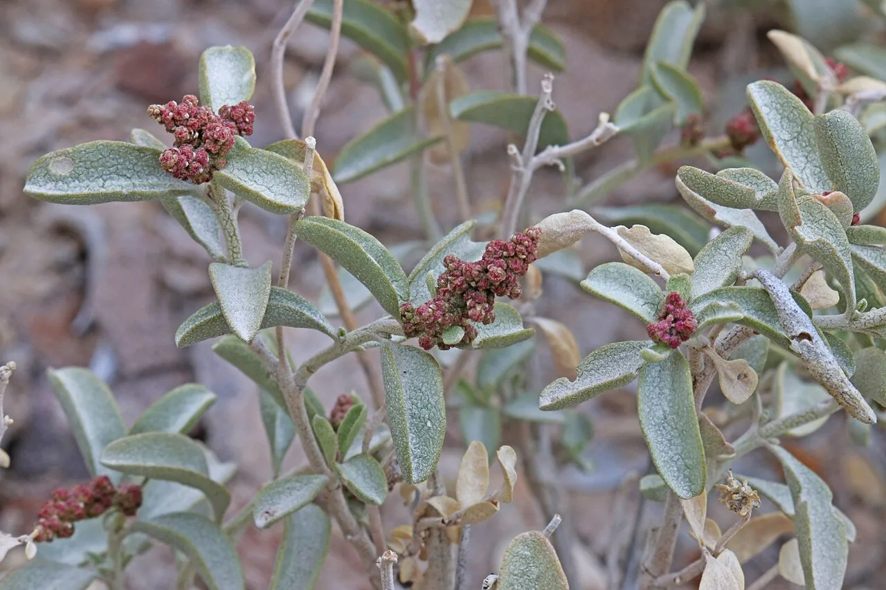 Garrett's Saltbush — photo by Andrey Zharkikh from Salt Lake City, USA