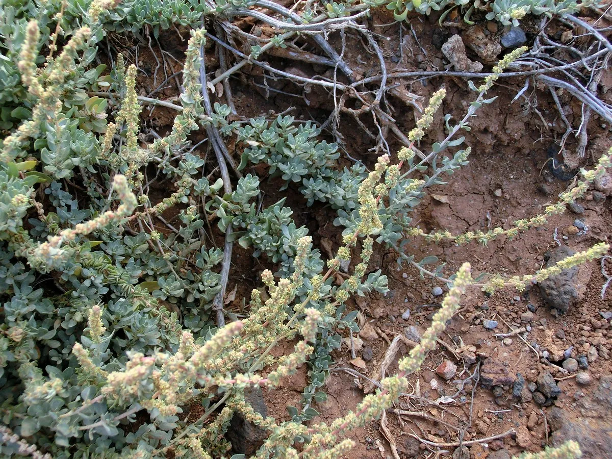 Waxy Saltbush — photo by Gabriele Kothe-Heinrich