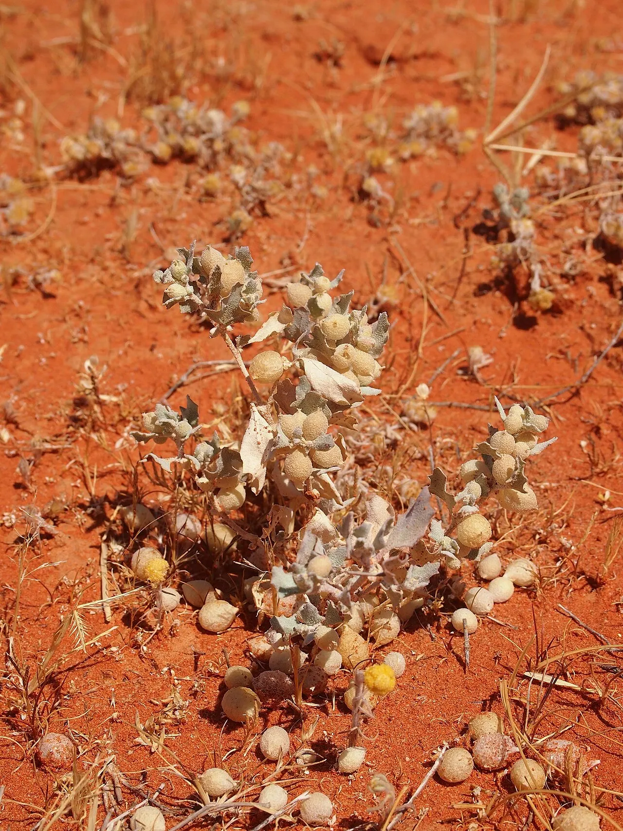Pop Saltbush — photo by Mark Marathon