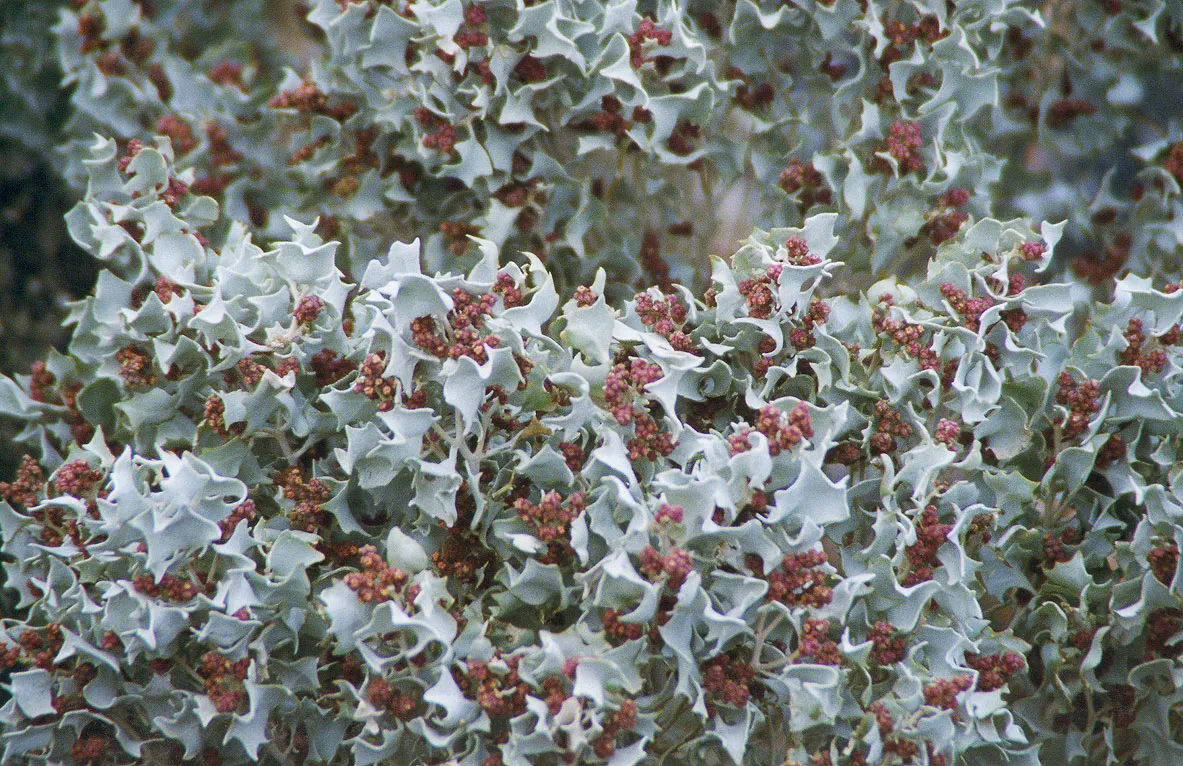 Desertholly — photo by Wikimedia Commons