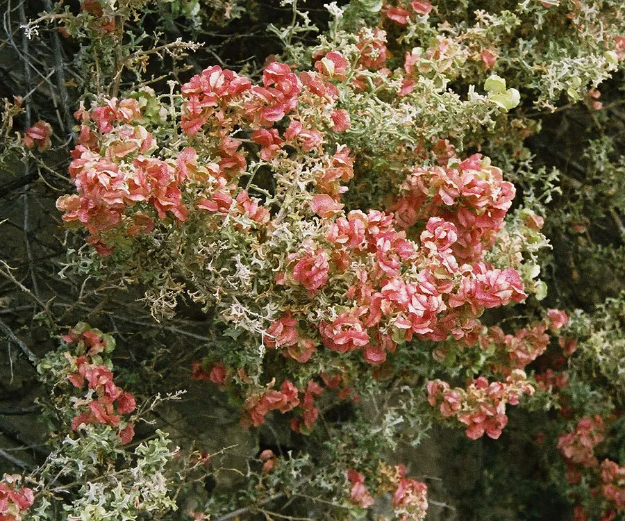 South American Saltbush — photo by Dick Culbert from Gibsons, B.C., Canada