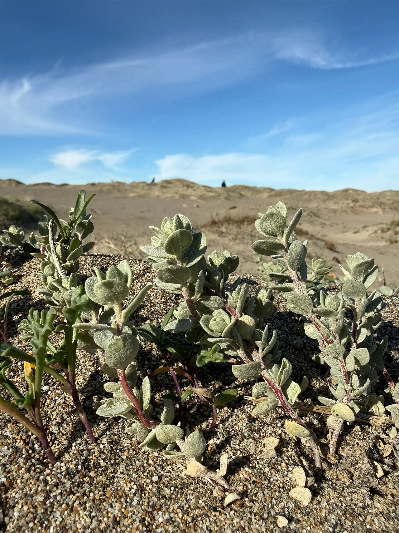 Beach Saltbush