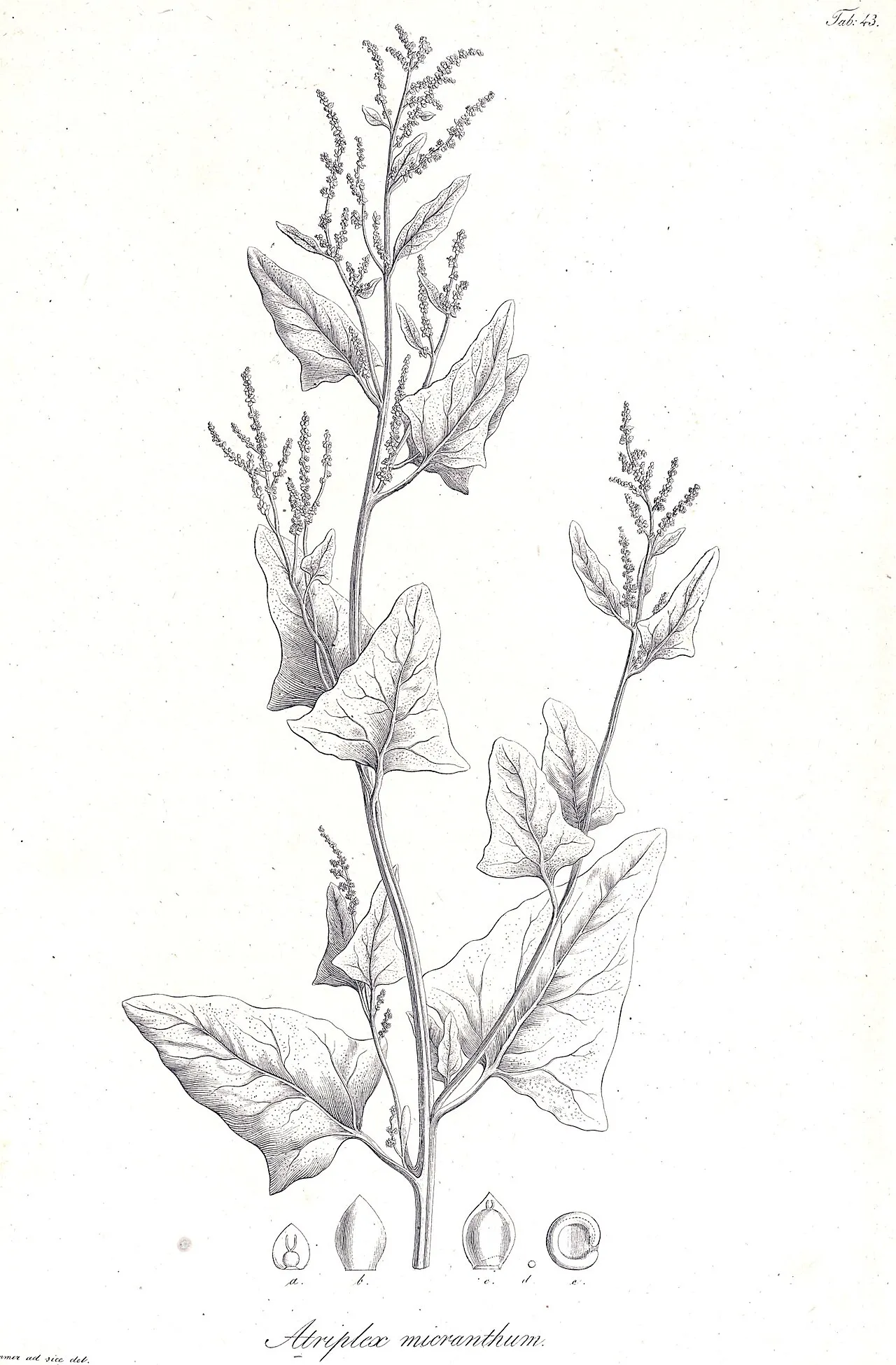 Twoscale Saltbush — photo by Carl Anton von Meyer (1795-1855)