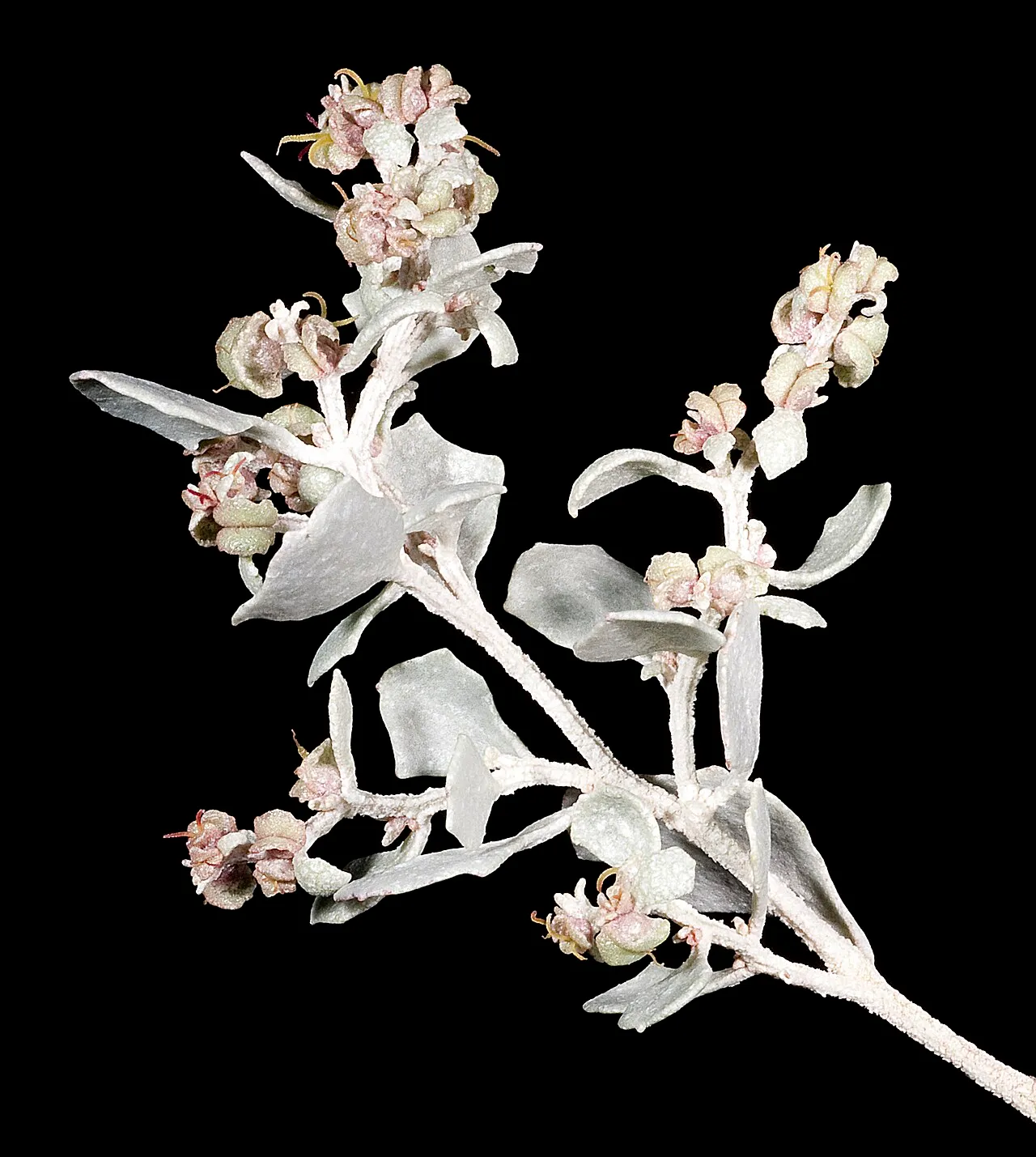 Bluegreen Saltbush — photo by Kevin Thiele from Perth, Australia