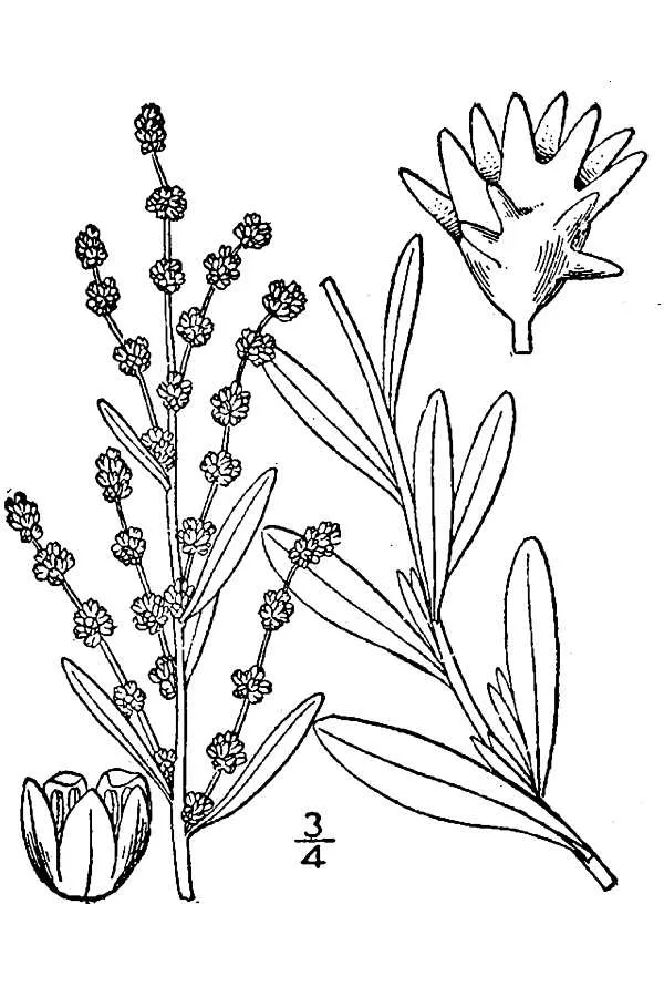 Nuttall's Saltbush — photo by Britton, N.L., and A. Brown