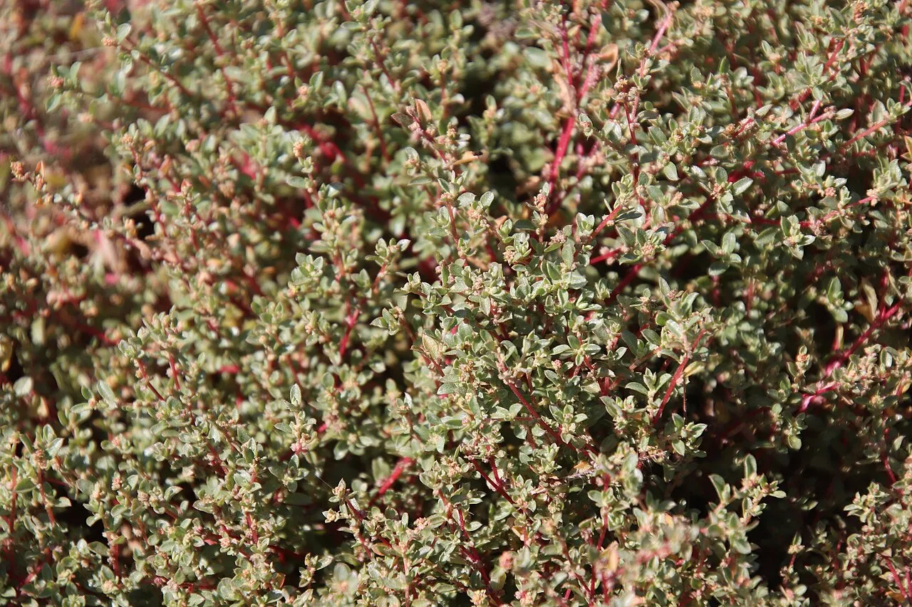 Davidson's Saltbush — photo by Millie Basden