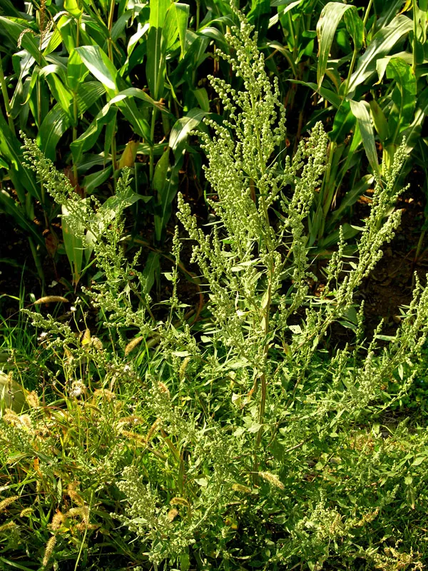 Spear Saltbush — photo by mieoli