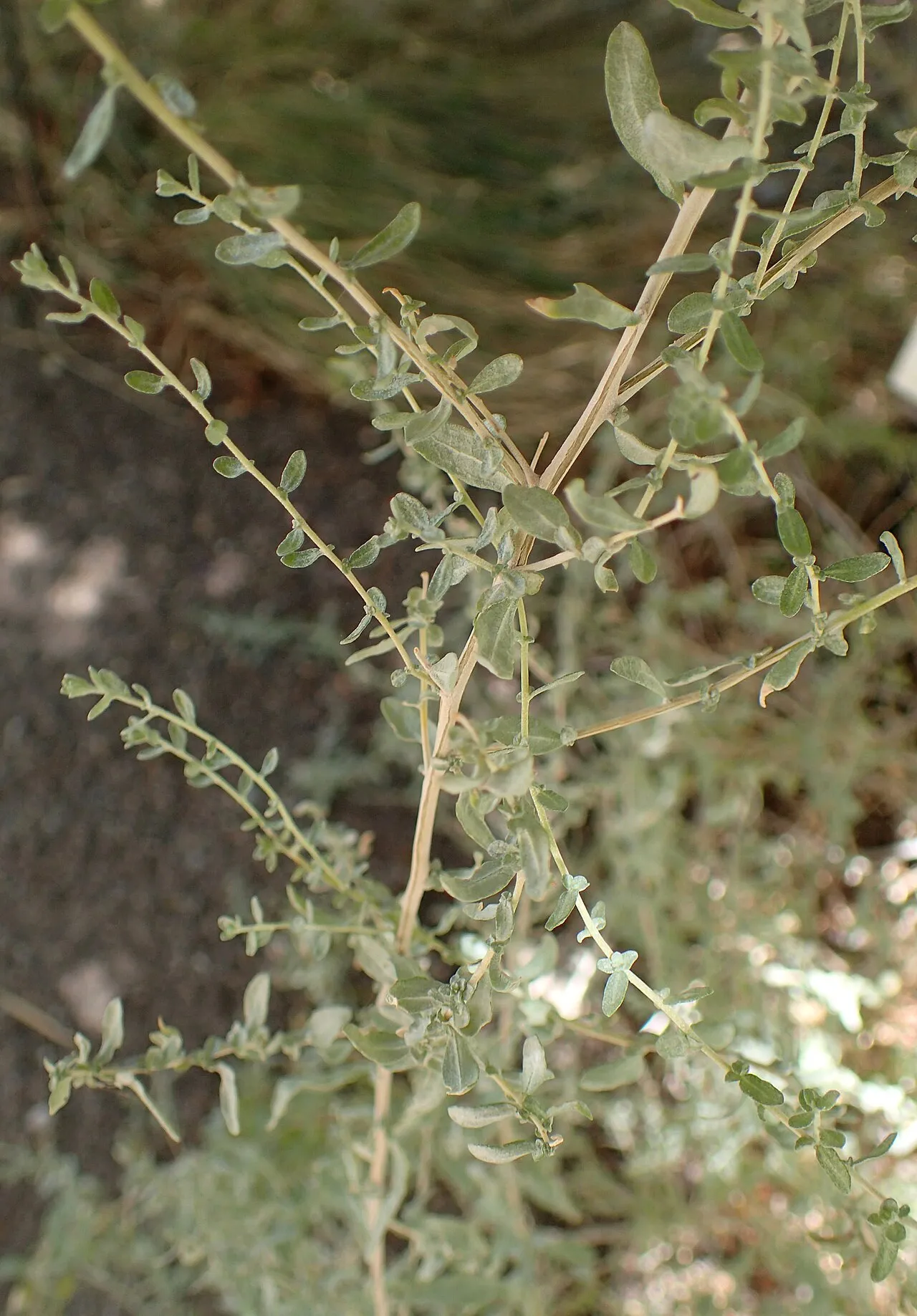 Cattle Saltbush — photo by Krzysztof Ziarnek, Kenraiz