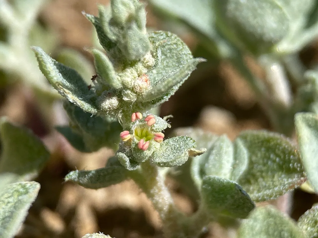 Powell's Saltweed — photo by Matt Berger https://www.inaturalist.org/people/sheriff_woody_pct