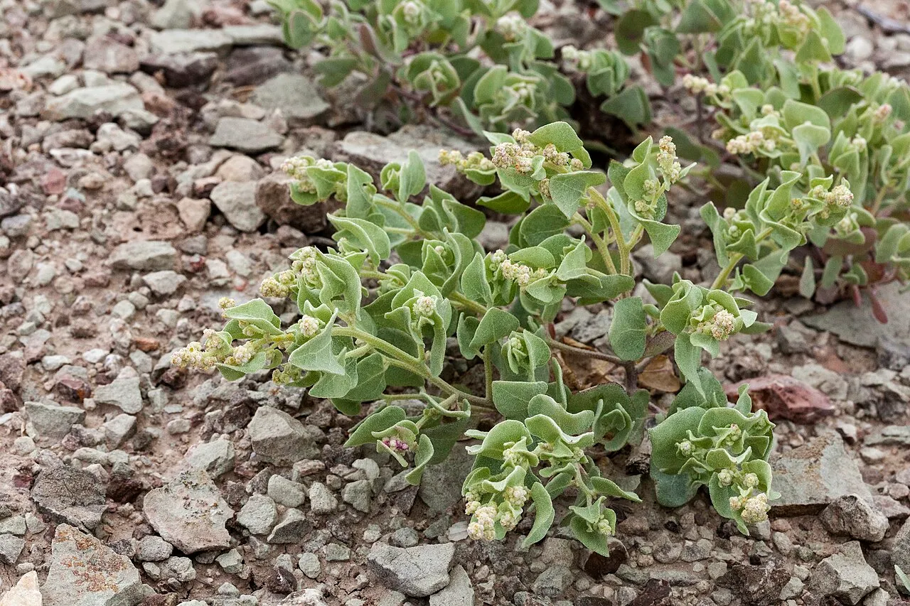 Sack Saltbush — photo by Patrick Alexander from Las Cruces, NM