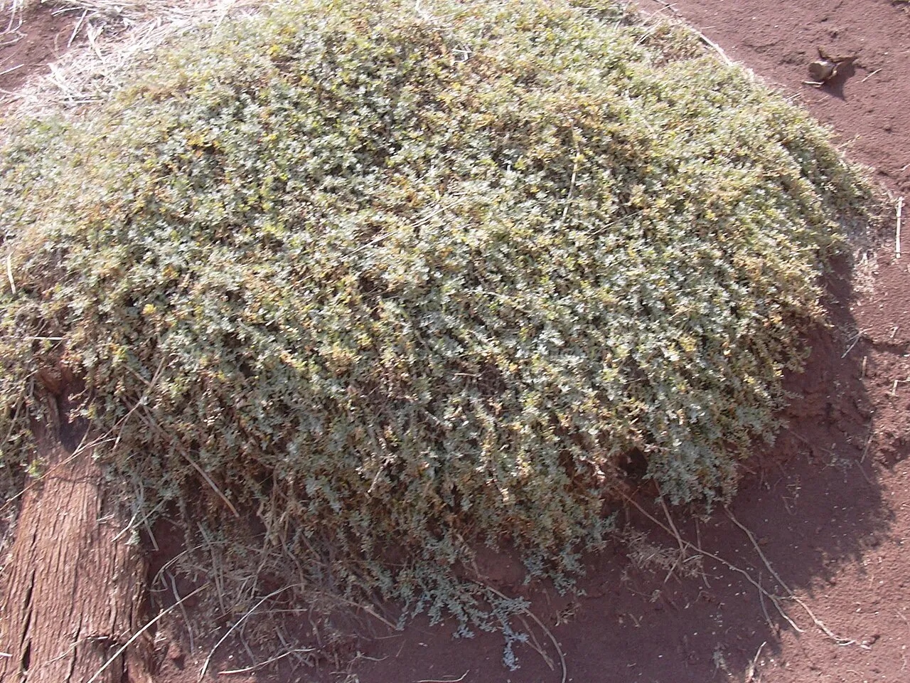 Australian Saltbush — photo by Forest & Kim Starr
