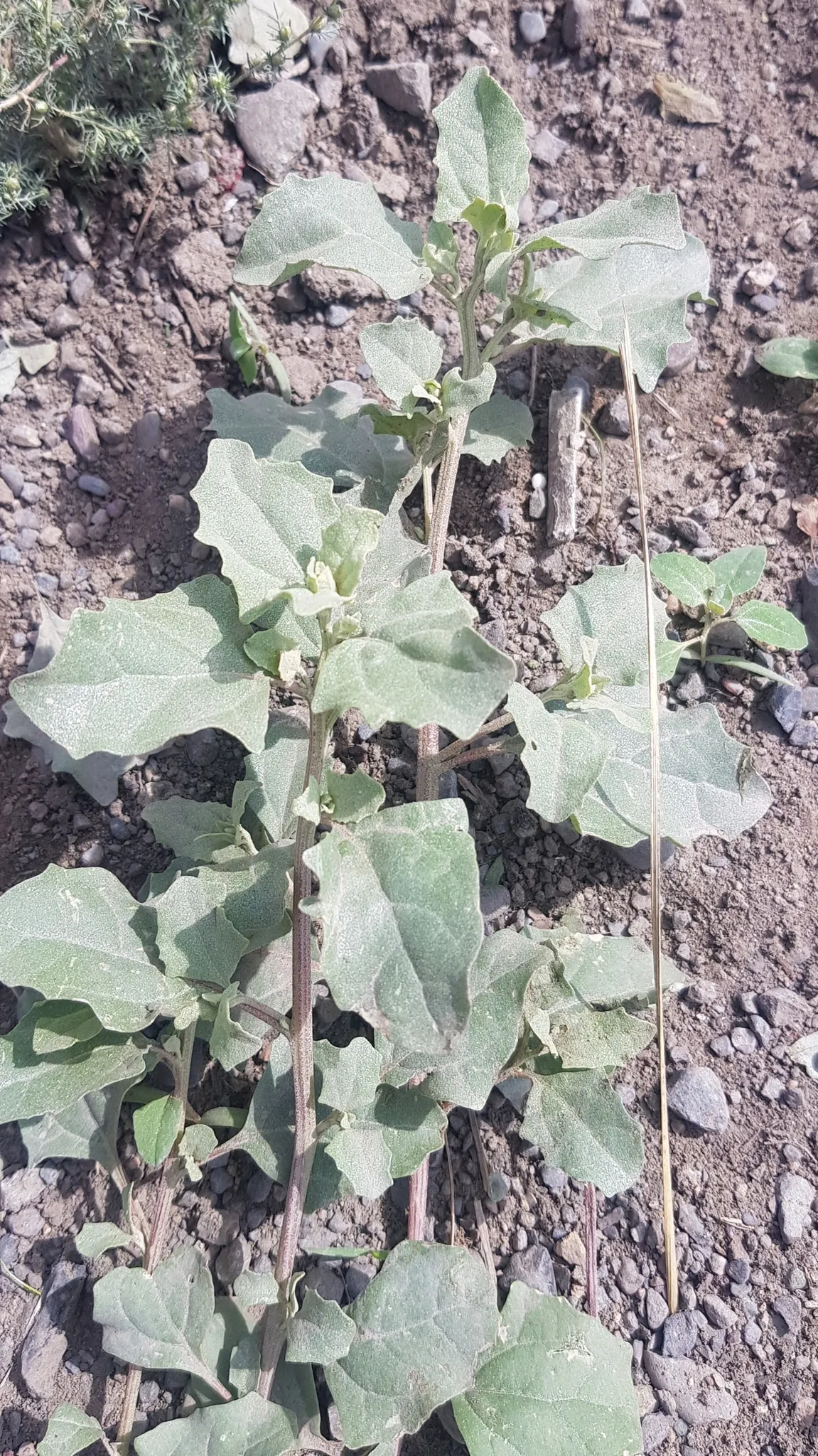 Siberian Saltbush — photo by Urgamal Magsar