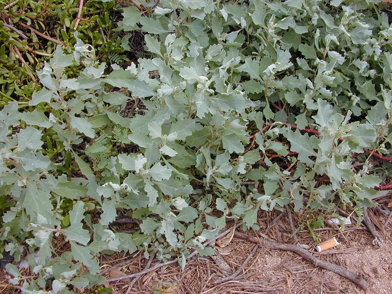 Peregrine Saltbush — photo by Forest & Kim Starr