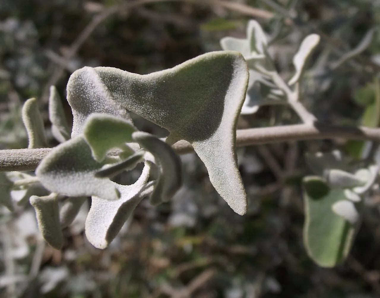Torrey's Saltbush — photo by Stickpen