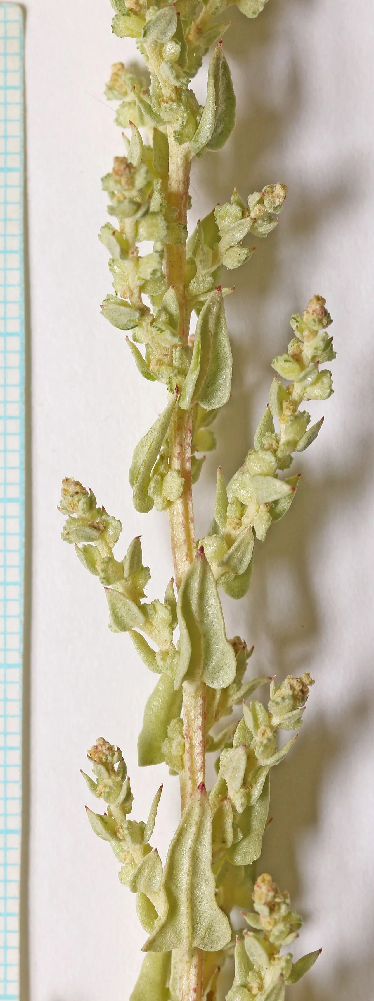 Wedgescale Saltbush — photo by Andrey Zharkikh from Salt Lake City, USA