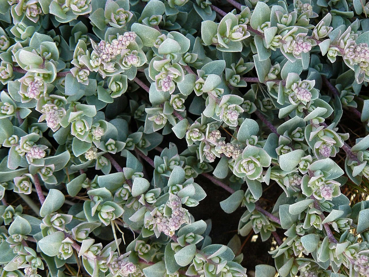 Watson's Saltbush — photo by Joyce Cory on Flickr as docentjoyce from Los Osos, u.s.a.