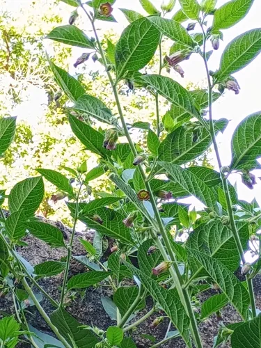 Belladonna — photo by Baška Vida