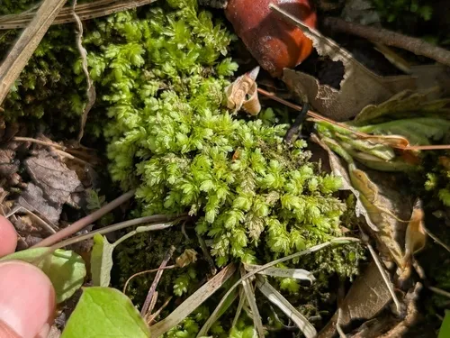 Aulacomnium Moss