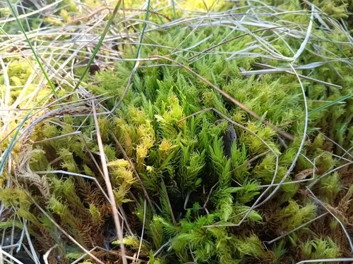 Aulacomnium Moss — photo by considerthelilies