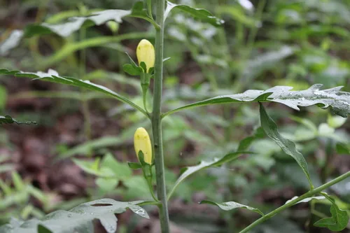 Smooth Yellow False Foxglove