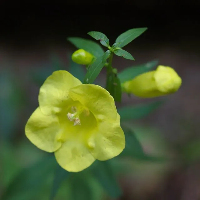 Entireleaf Yellow False Foxglove