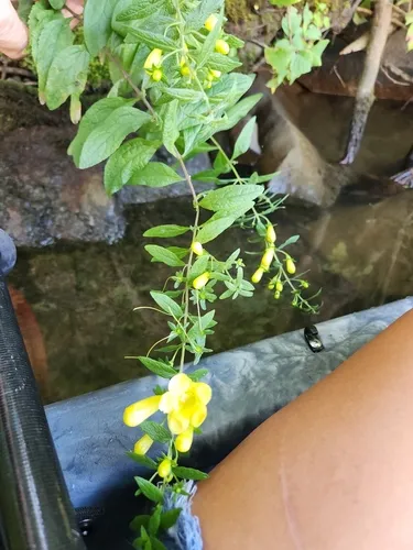 Spreading Yellow False Foxglove
