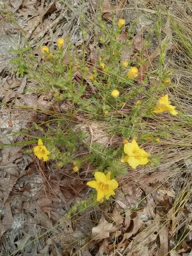 Combleaf Yellow False Foxglove — photo by s_s_farnsworth