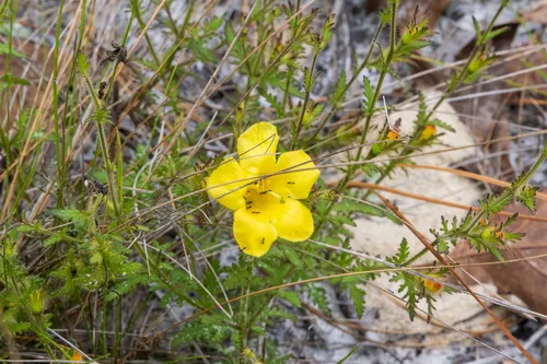 Fernleaf Yellow False Foxglove