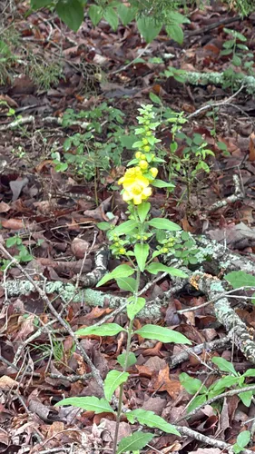 Downy Yellow False Foxglove